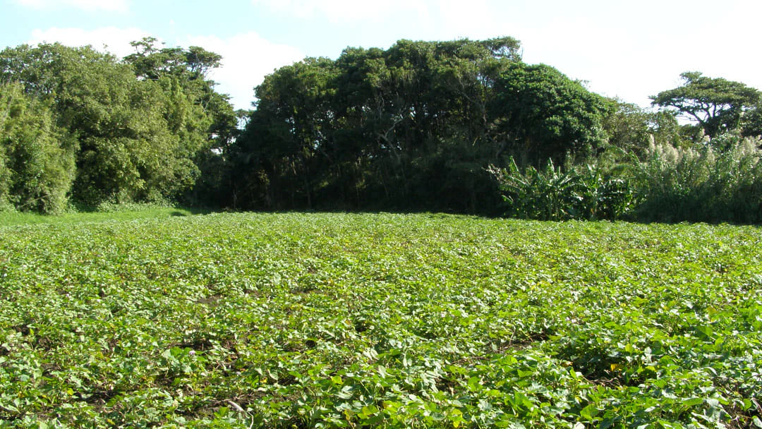 紫陽音スパークリング 375ml