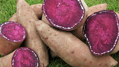 紫陽音スパークリング 375ml